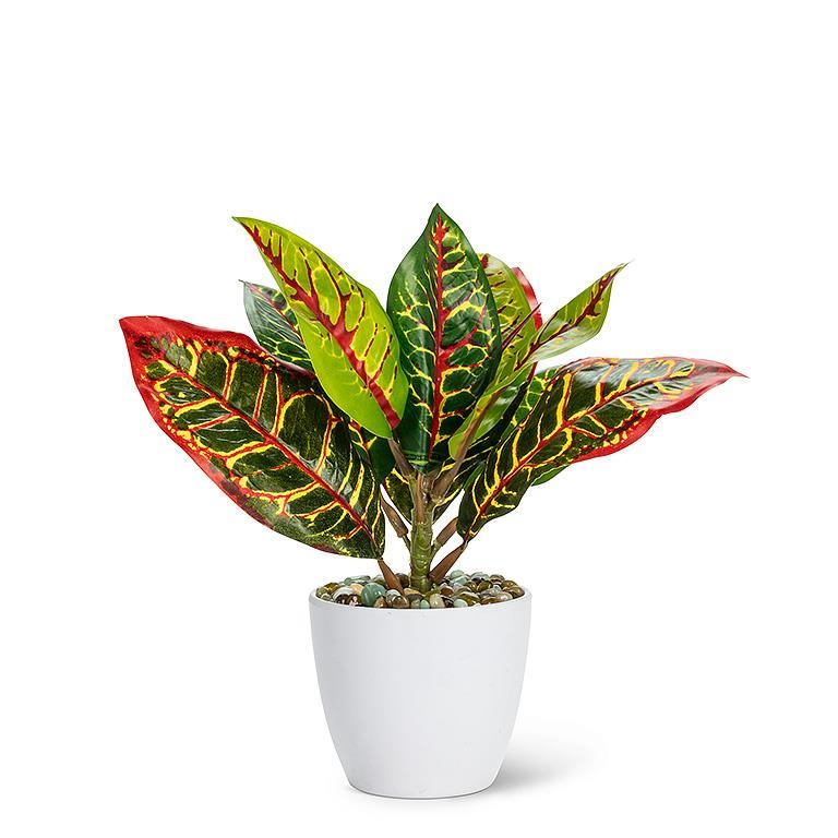 Abbott Medium Leaf Plant