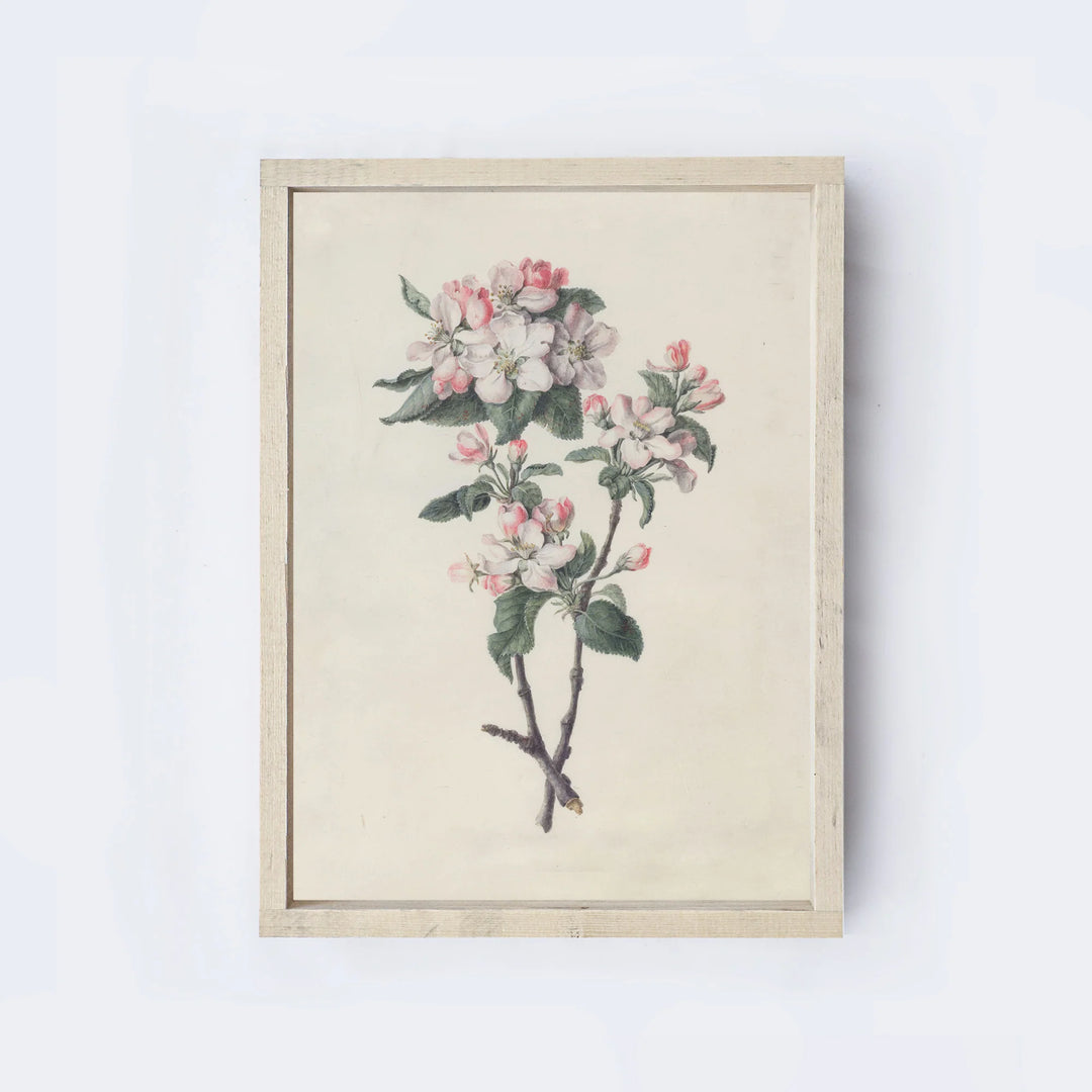 VINTAGE PRINT APPLE BLOSSOM BRANCH A315 AGED FARMHOUSE 12X9&