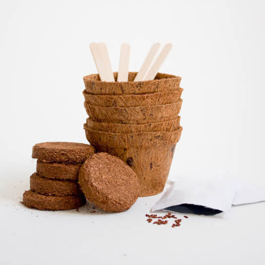 GROW IT BONSAI TREE KIT