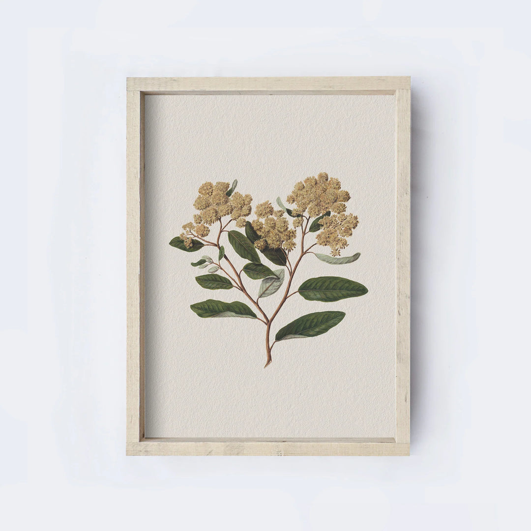 VINTAGE BOTANICAL FLOWER DRAWING A105 AGED FARMHOUSE 12X9''