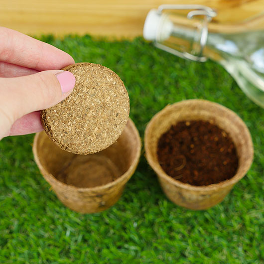 GROW IT CARNIVOROUS PLANTS KIT