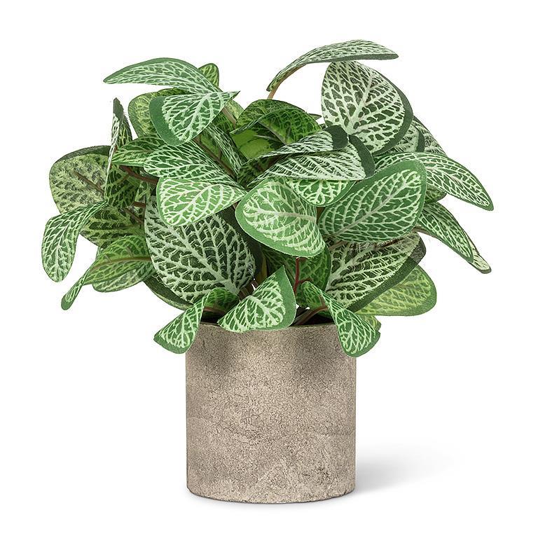 VARIGATED LEAF PLANT POT 8.5''H