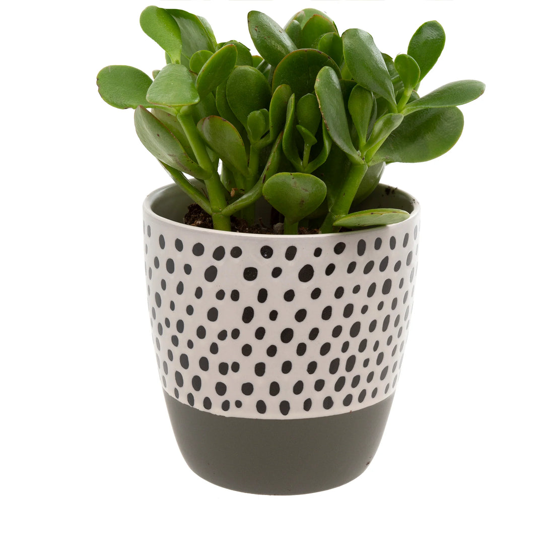 POLKADOT POT - GREY