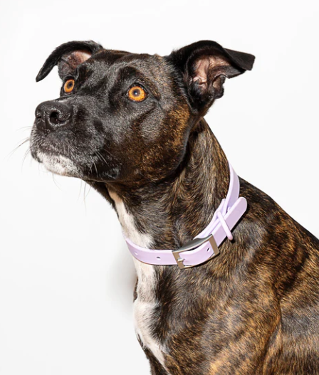 WATERPROOF DOG COLLAR - LARGE, LILAC