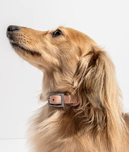 WATERPROOF DOG COLLAR - MEDIUM, BLUSH