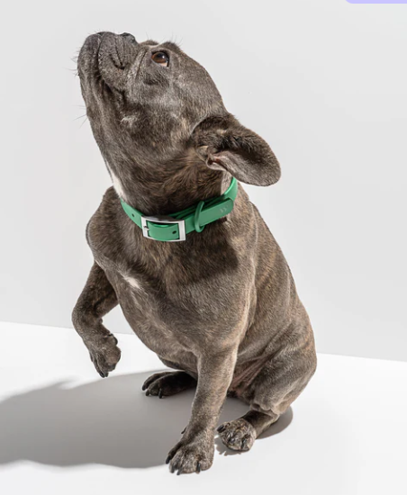 WATERPROOF DOG COLLAR - MEDIUM, SPRUCE