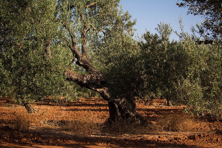 NATURAL ARBEQUINA OLIVES