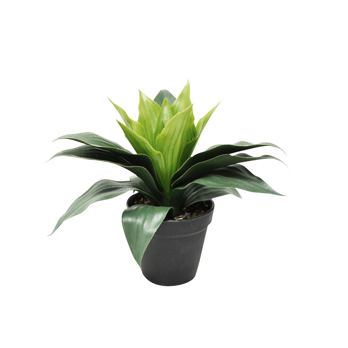 ASPIDISTRA 11X10X27CM