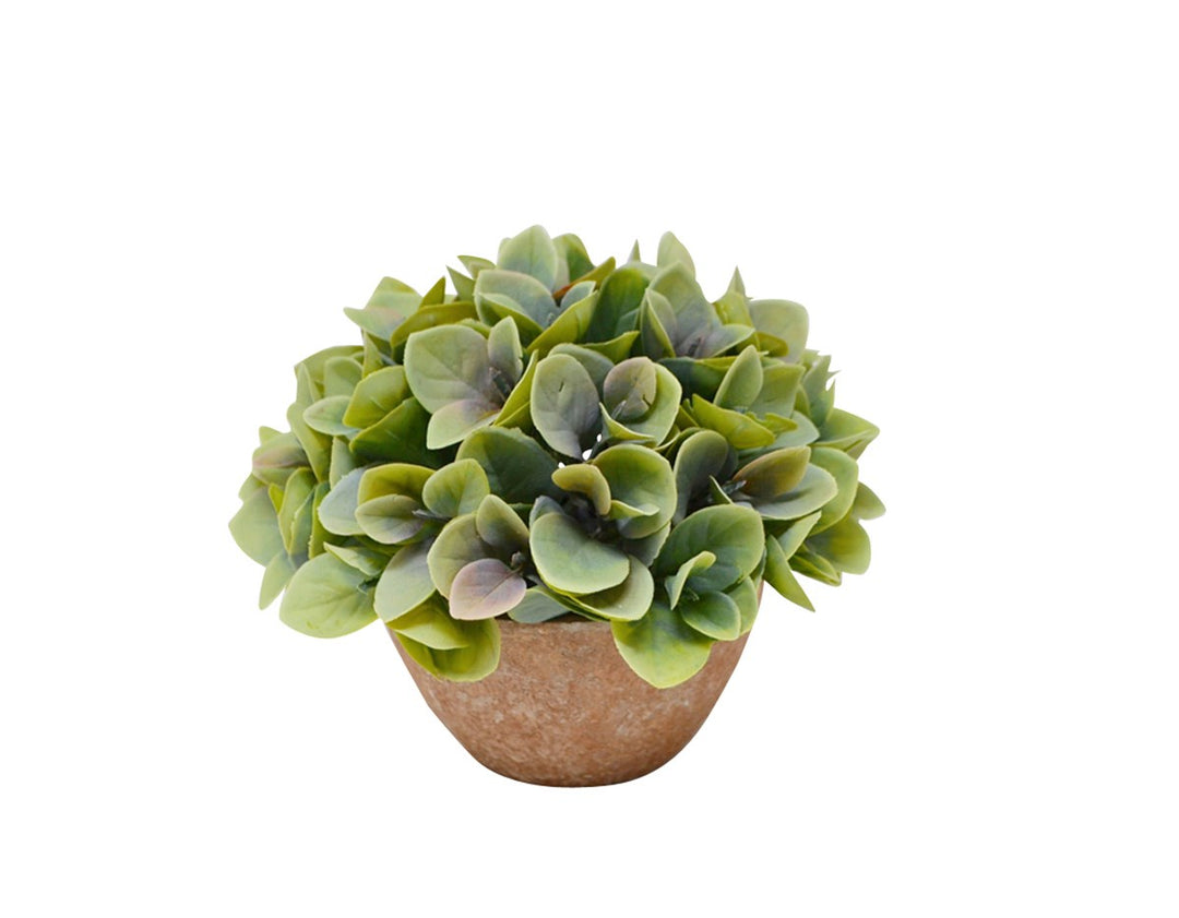 DISCHIDIA