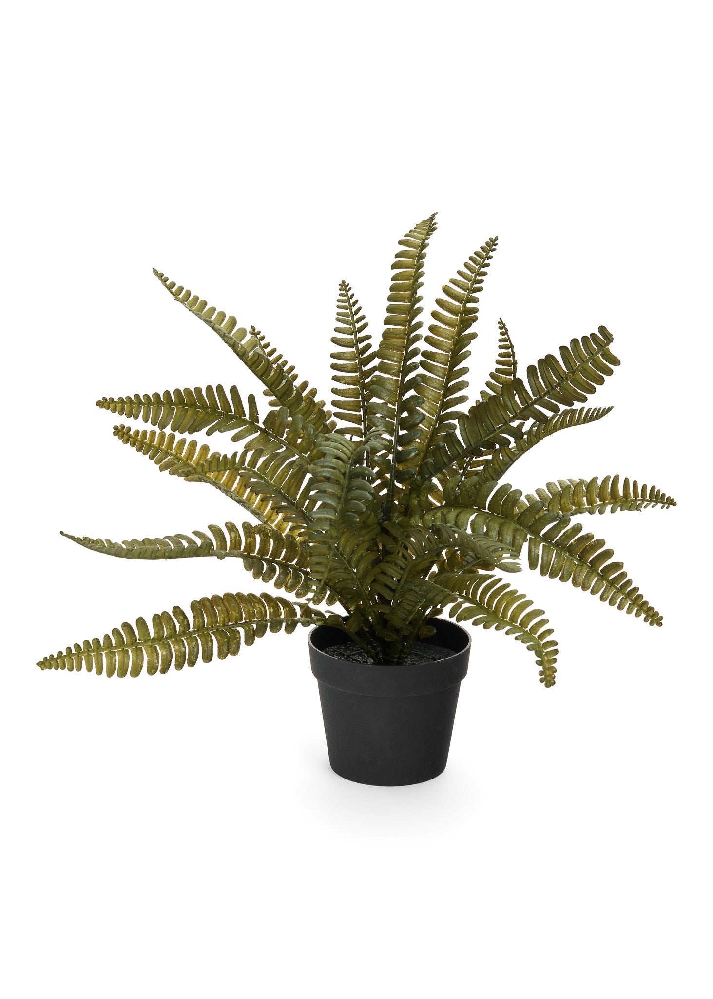 FERN W/ PLASTIC POT - GREEN 10x13