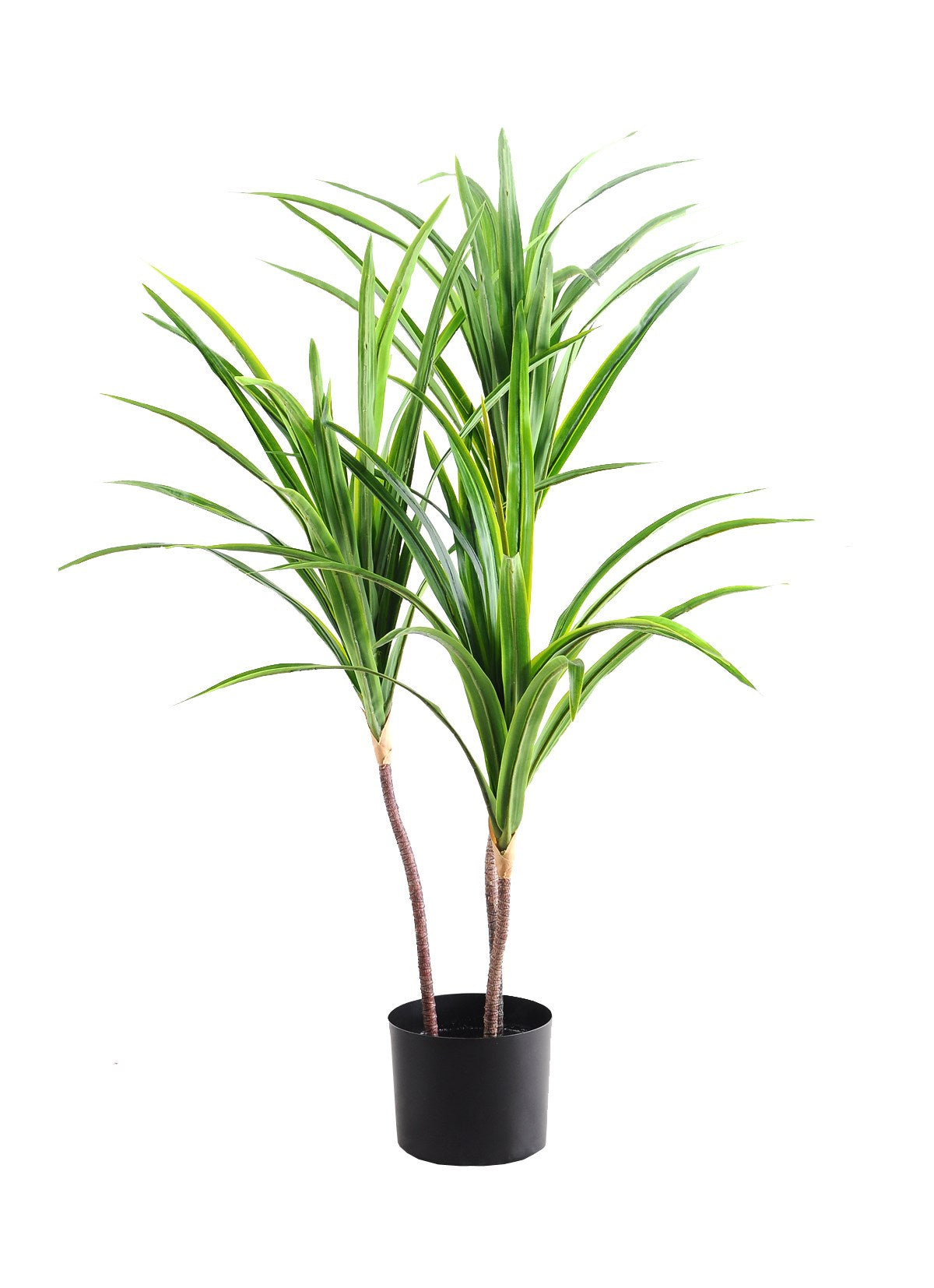 KENTIA PLANT 70X90CM