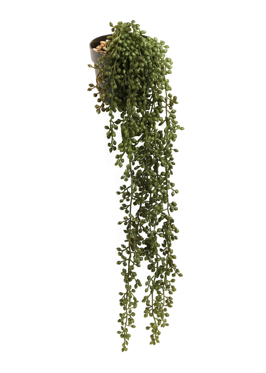 STRING OF PEARLS W/ PLASTIC POT 4X19