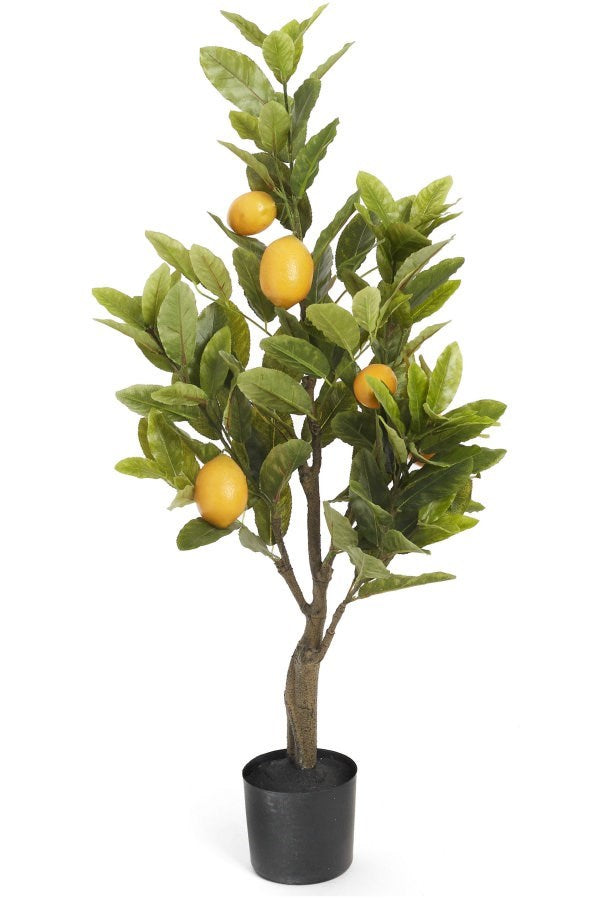 POTTED LEMON TREE 15X36