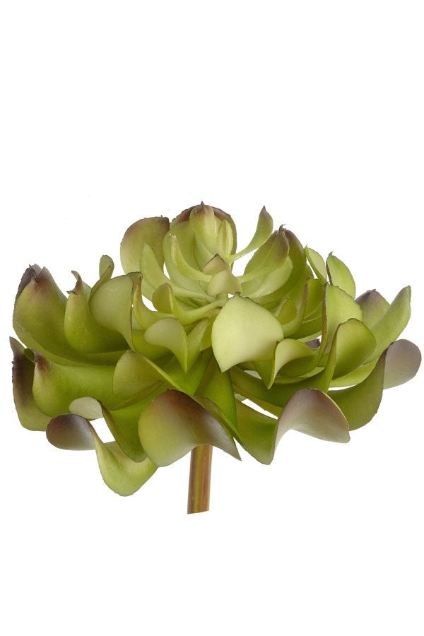 PICK SUCCULENT GRN/BRG 5DX6"
