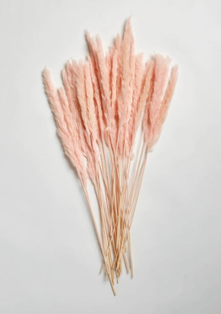PAMPAS GRASS - Pink Type 5 Retail Ready