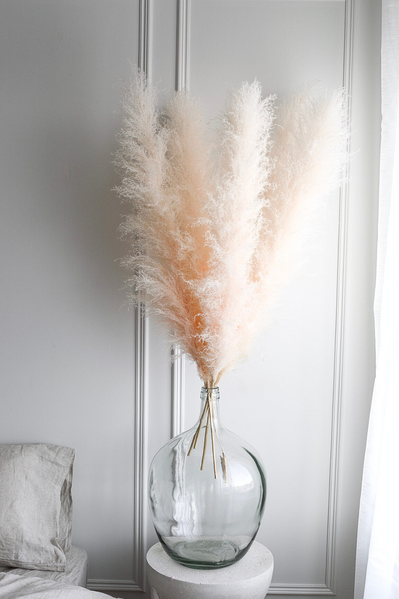 PAMPAS GRASS - Type 1 Faint Pink