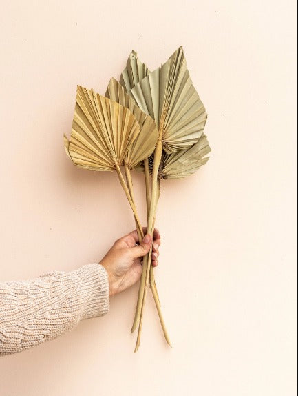 Natural Sun Spears Palm Leaves Natural