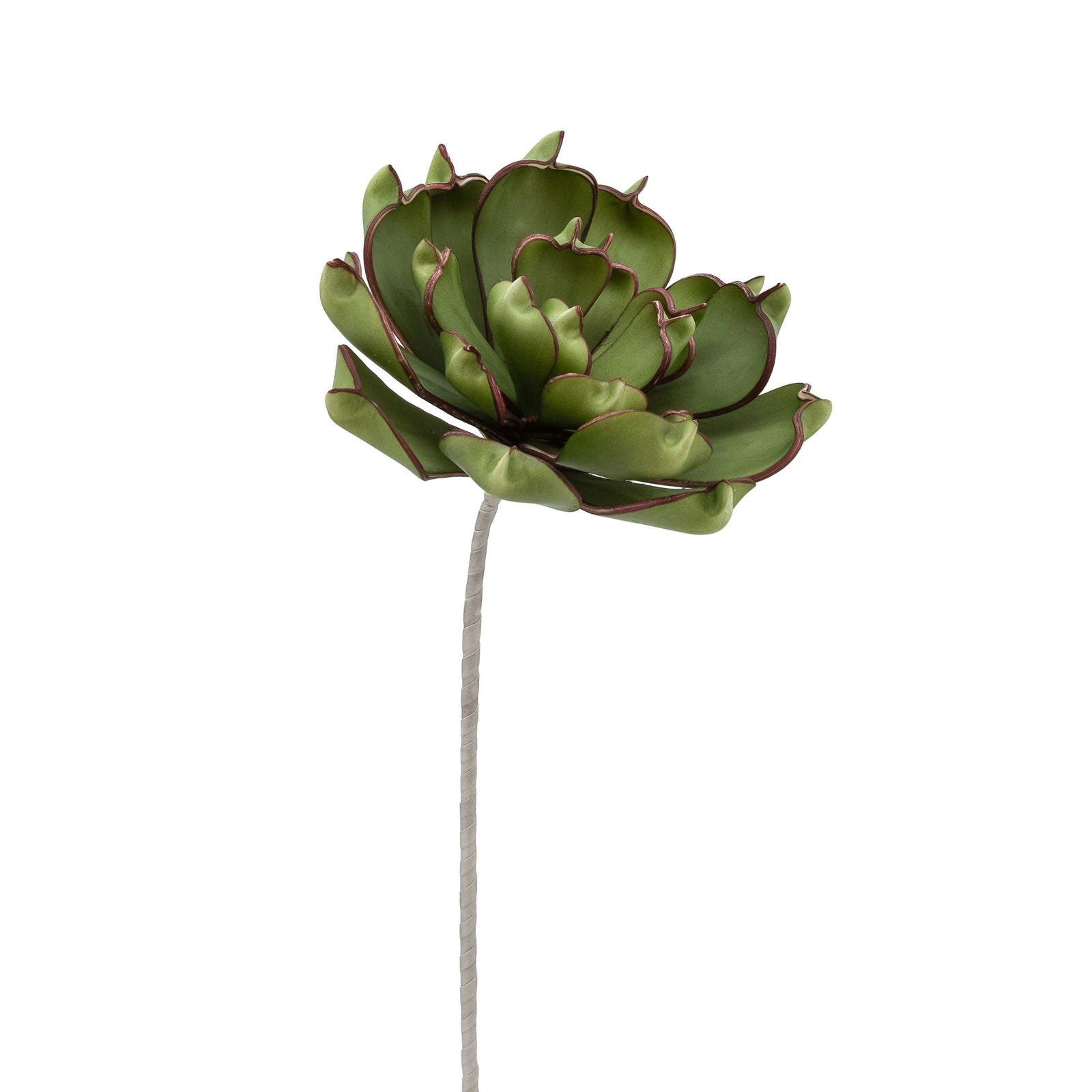 Desert Succulent Dark Green Pinched Echeveria Stem