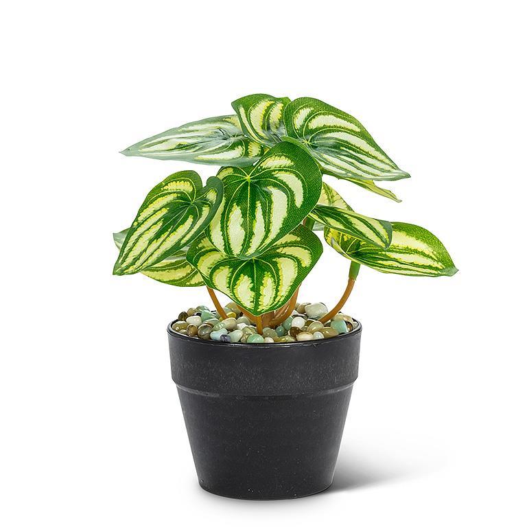 Abbott Small Varigated Leaf Plant