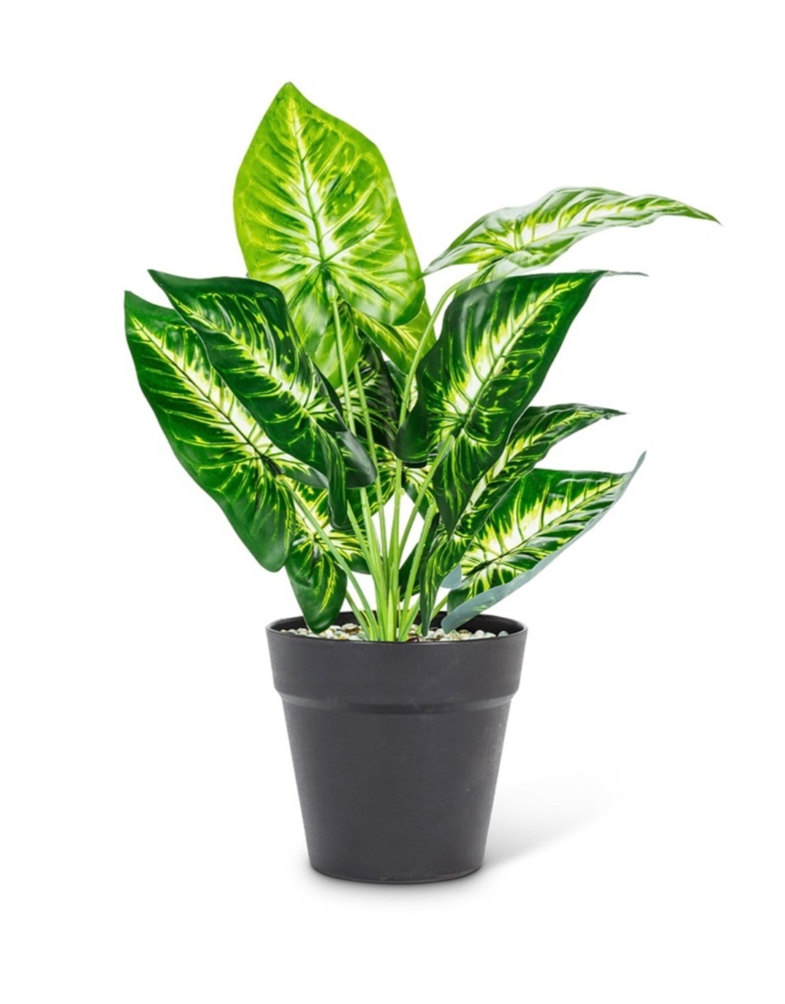 Botany flower pot/ Large Varigated Leaf Plant
