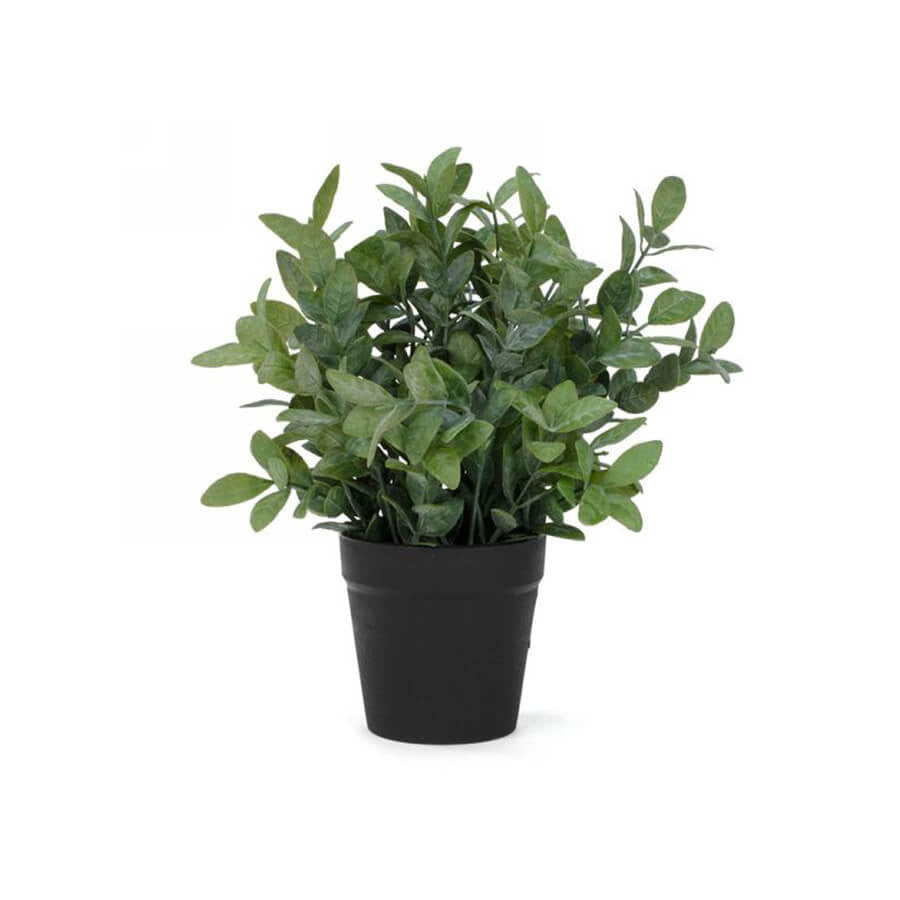Foliage Plant in Pot