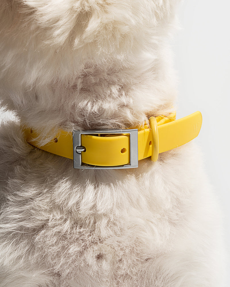 WILD ONE COLLAR LARGE - BUTTER