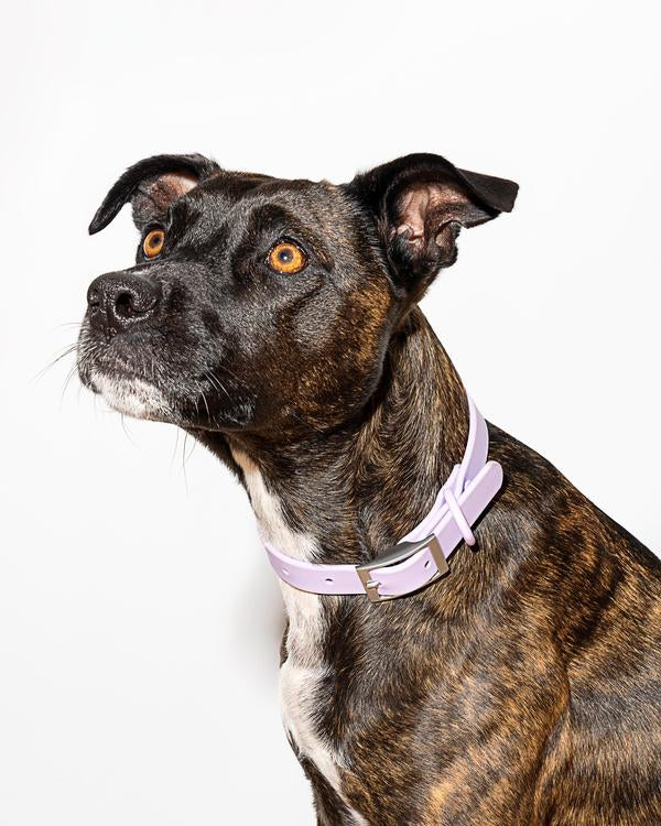 WILD ONE EXTRA LARGE COLLAR - LILAC