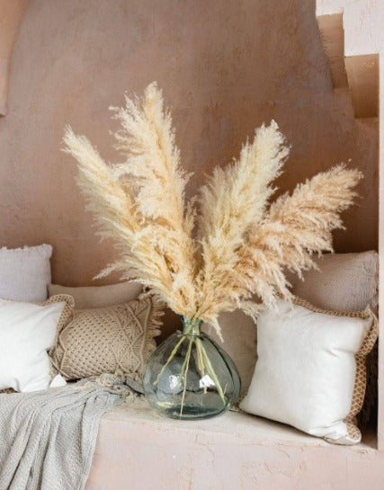 PAMPAS GRASS LARGE NATURAL TYPE 6