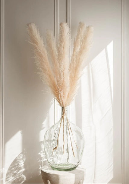 PAMPAS GRASS - Type 1 Faint Pink