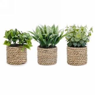 Plant in Braided Straw Pot