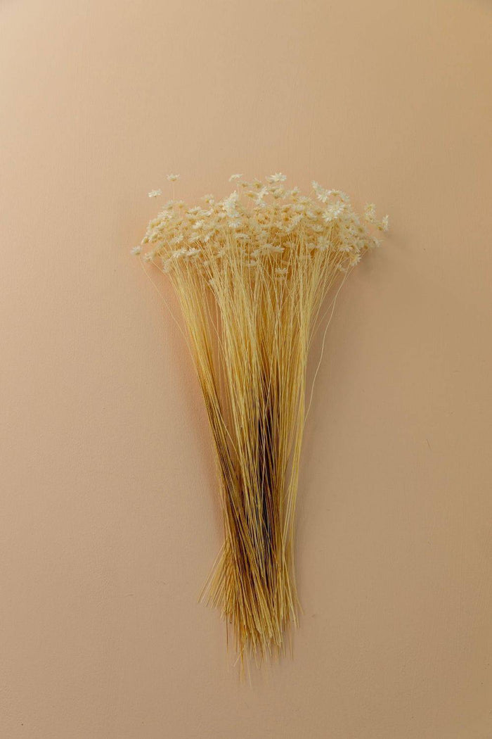 LUXE B PAMPAS GRASS STAR FLOWER BLOSSOM- WHITE