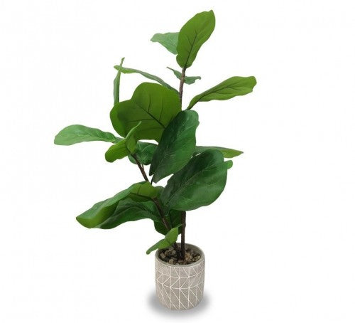 Plante Fiddle dans un pot en ciment - 12.5x64